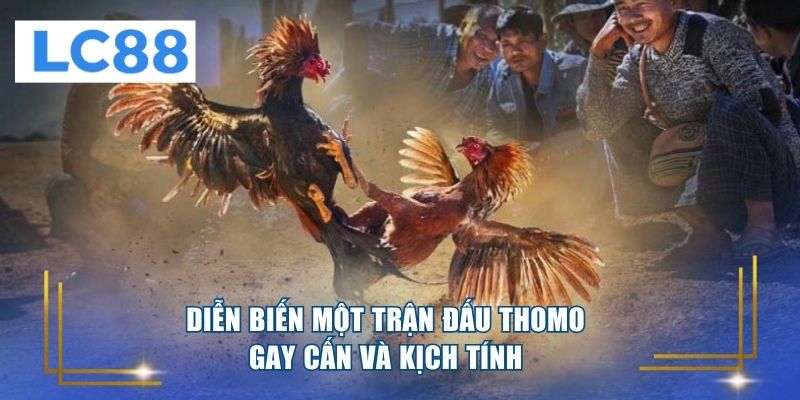 Diễn biến một trận đấu Thomo gay cấn và kịch tính 