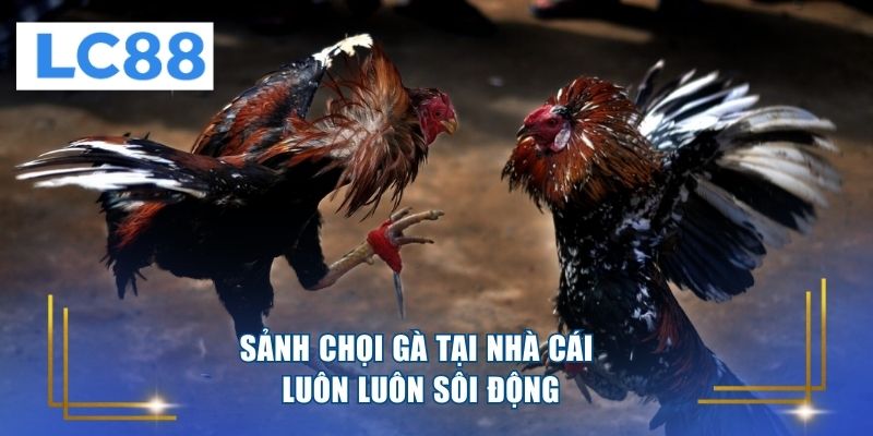 Sảnh chọi gà tại nhà cái luôn luôn sôi động