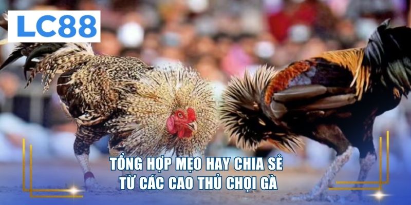 Tổng hợp mẹo hay chia sẻ từ các cao thủ chọi gà 